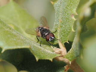 Musca autumnalis es una mosca parásita del ganado, que se alimenta de secreciones oculares y nasales, y puede transmitir enfermedades.