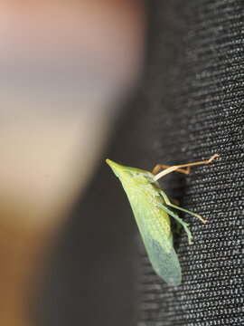 Dictyophara multireticulata es un insecto hem&iacute;ptero con cuerpo alargado y patr&oacute;n reticulado, que se alimenta de savia de plantas.