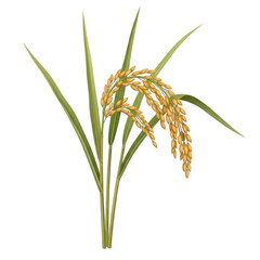Golden Harvest: A Detailed Botanical Illustration of Ripe Paddy Plant on White.