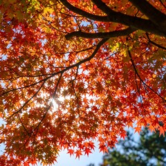 Autumn foliage canopy in sunlight