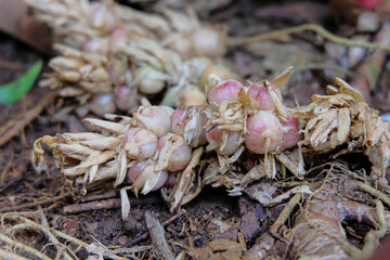 A close-up view of cardamom, or Amomum compactum, reveals its rhizomes and fresh shoots growing from the ground. Cardamom is a spice commonly used in cooking, herbal medicine, and traditional medicine