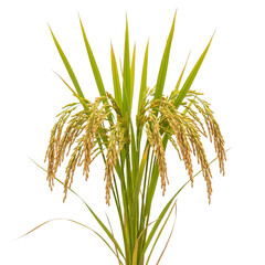 Lifelike Depiction of a Mature Rice Plant with Ripe Golden Paddy Against a Clean White Background.