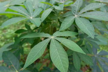 daun singkong or green cassava leaves in the garden