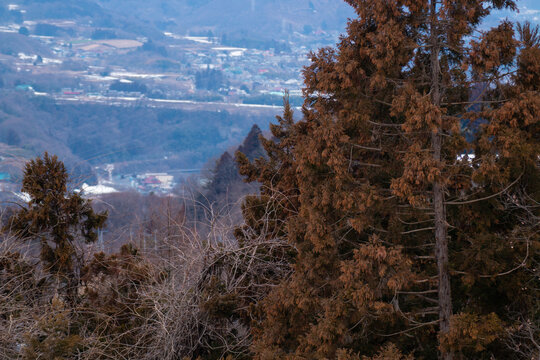 Brown evergreens and bare branches frame a distant mountain village, blending rustic nature with the quiet atmosphere of winter.