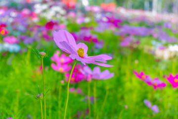 Fototapeta premium Beautiful pink cosmos flowers blooming in garden,spring season.