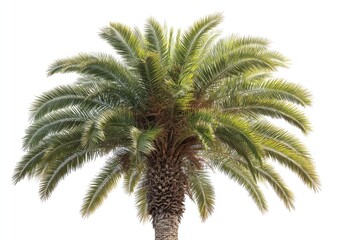 Close-up of a palm tree crown, vibrant green fronds radiating from a central trunk