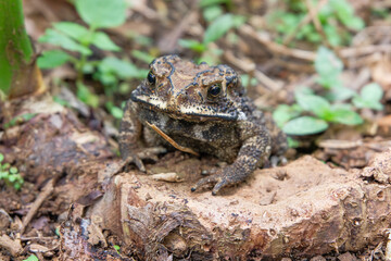 A close-up photo of a toad sitting on the ground, blending naturally with the forest floor environment.