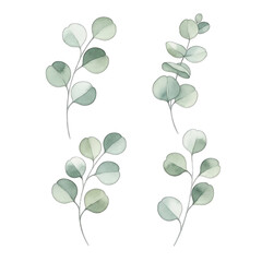 Ethereal eucalyptus branches with softly colored leaves elegant botanical design isolated transparent background
