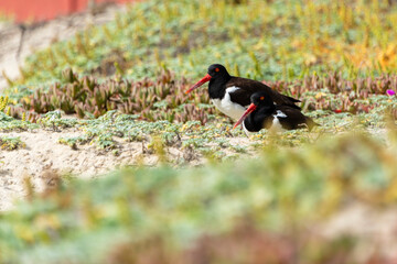 Couple of Haematopus longirostris