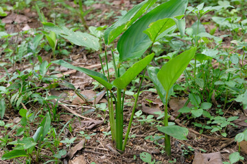 Angkrik plant or Amorphophallus paeoniifolius, also known as elephant foot yam, a tropical herb with edible tuber and traditional medicinal value, growing in natural environment