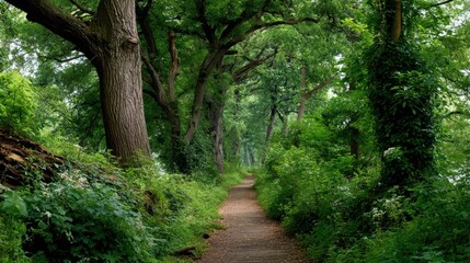 Obraz premium Serene Summer Pathway Through Lush Green Tree Canopy in Nature