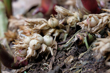 A close-up view of cardamom, or Amomum compactum, reveals its rhizomes and fresh shoots growing from the ground. Cardamom is a spice commonly used in cooking, herbal medicine, and traditional medicine