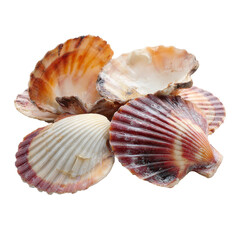 Obraz premium close-up of scallops against, isolated on transparent background