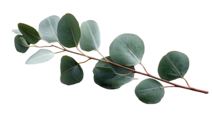 A delicate branch of soft green eucalyptus leaves with a dark brown stem against a solid black background