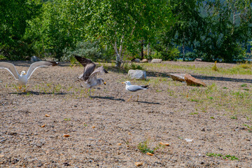 many seagulls on the shore of the lake in Borovoye. High quality photo