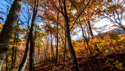 Autumn forest canopy (4)