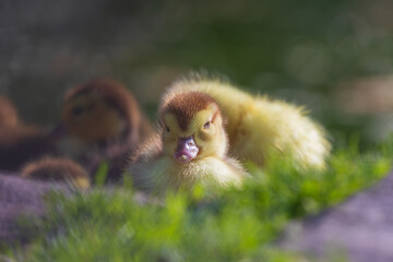 Small wild ducks by the water