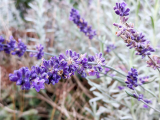 Fototapeta premium Lavender Blossoms in Natural Light