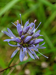 Purple wildflower macro