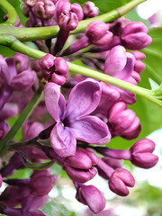 Obraz premium Lilac blossoms with buds in spring