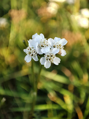 Single White Yarrow Bloom