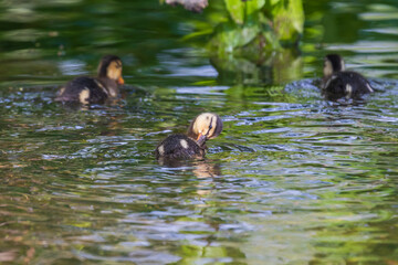 Small wild ducks by the water