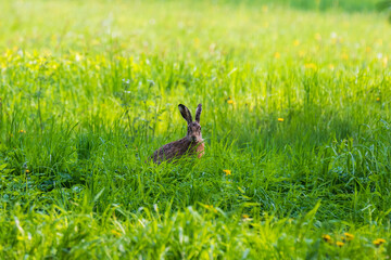 Wild Hare (Lepus) on a green meadow