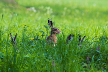 Wild Hare (Lepus) on a green meadow