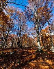 Autumn forest canopy