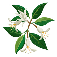  Fragrant Honeysuckle Branch with Blooms