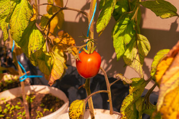A single ripe tomato hangs on the vine surrounded by yellowing leaves. The plant grows in a pot,...