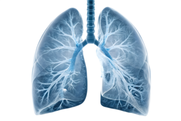 Detailed Medical Illustration of the Human Lungs A Comprehensive Anatomical Study for Healthcare and Educational Purposes
