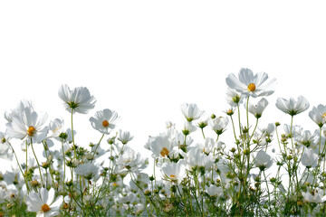 Fototapeta premium White cosmos flowers are blooming isolated on transparent background