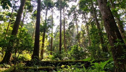 Obraz premium Lush Green Forest with Tall Trees and Sunlight Filtering Through Leaves