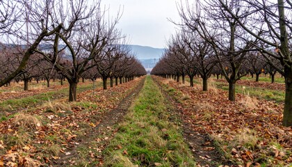 Fototapeta premium Empty Orchard Path with Leafless Trees Under a Gray Sky