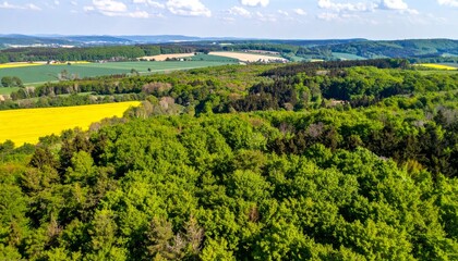 Obraz premium Expansive Green Forest and Fields Under Bright Blue Sky in Spring