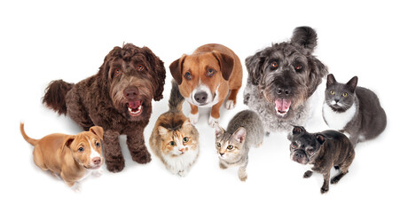 Isolated group of dogs and cats looking up.  Funny high angle view of cats and dogs sitting happy and smiling faces. Pet concept. Obedience training or hoping for food or treats. Selective focus.