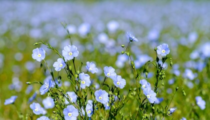 Blue flowers blooming in a vibrant green field during sunny day