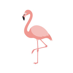 Fototapeta premium A pink flamingo stands on one leg against a white background.