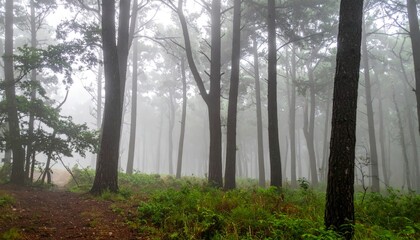 Naklejka premium Serene Misty Forest Path with Lush Greenery and Tall Trees