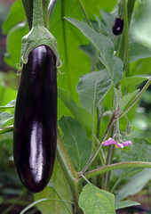 A glossy Italian eggplant, aubergine  ripening on the vine beside its delicate purple flower. Selective focus.