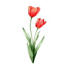 Obraz premium Watercolor tulips on black background, botanical illustration, floral decor