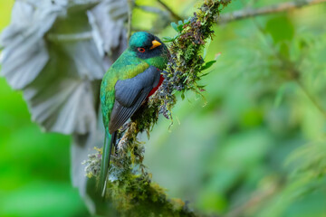 Portrait of male the masked trogon (Trogon personatus). Average red-bellied trogon of subtropical forests. Male is iridescent green on breast, head, and back; female is brown. Peru, Manu.