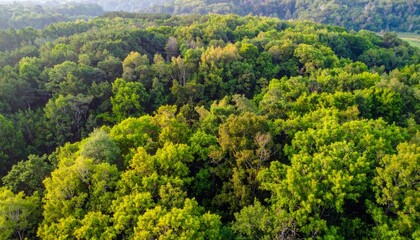 Fototapeta premium Lush Green Canopy of Vibrant Forest Under Bright Daylight Sky