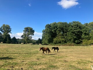Pferde auf einer Weide in Menden imm Sauerland