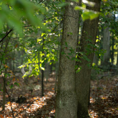 Obraz premium Spider web glistening in the sunlight falling between the trees in a forest.