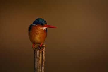 Malachite kingfisher on worn post turns head