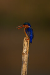 Malachite kingfisher opening beak on sawn-off post