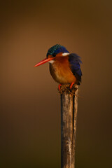 Malachite kingfisher on worn post with catchlight