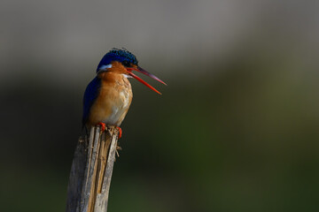 Malachite kingfisher opens beak on split post